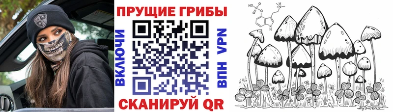 Псилоцибиновые грибы Psilocybine cubensis  наркошоп  Москва 